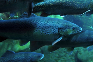 Aquaculture