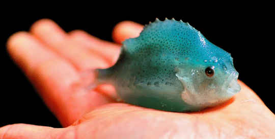 World’s First Lumpfish Breeding Plant Uses Hydro-Optic™ UV for Water Biosecurity