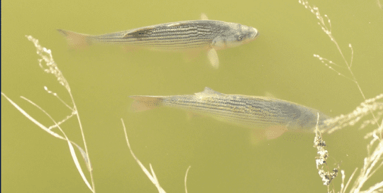 Texas Fish Hatchery Treats Toxic Golden Alga with Hydro-Optic™ Ultraviolet Disinfection