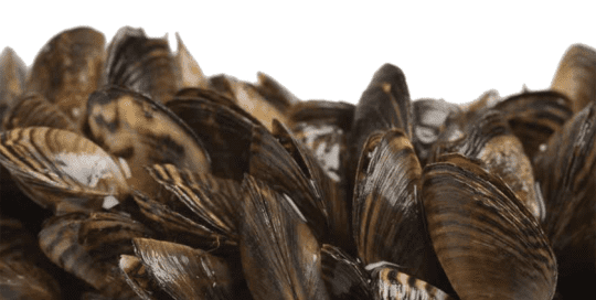 Hydro-Optic™ UV — Proven Biofouling Control of Aquatic Invasive Species