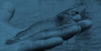 Application Brief: HOD™ UV water treatment for Shrimp farms